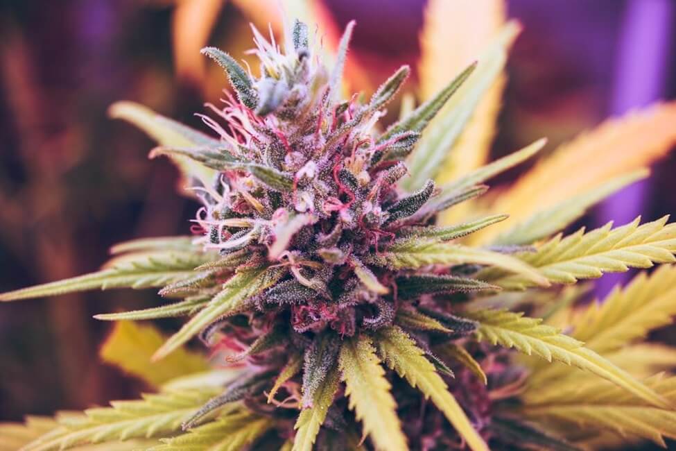 10 Cool Things Everyone Should Know About Cannabis (1)